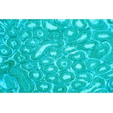 Asp2人胚胎腎細胞轉化細胞；FC33	